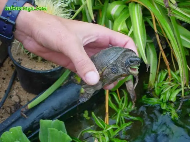 Sternotherus odoratus Sternotherus odoratus
