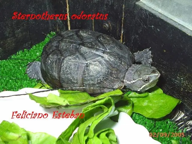 Sternotherus odoratus Sternotherus odoratus