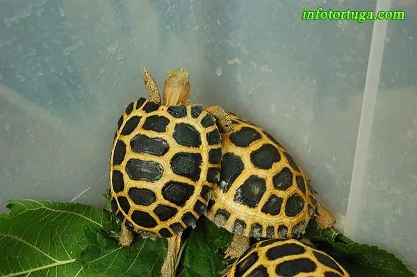 Sulawesi tortoise Sulawesi tortoise