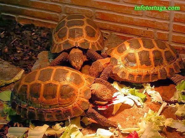 Indotestudo forstenii en su terrario Indotestudo forstenii en su terrario