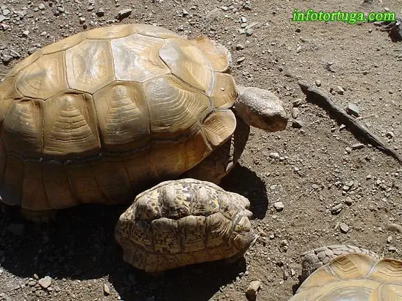 Geochelone sulcata y Geochelone pardalis Geochelone sulcata y Geochelone pardalis