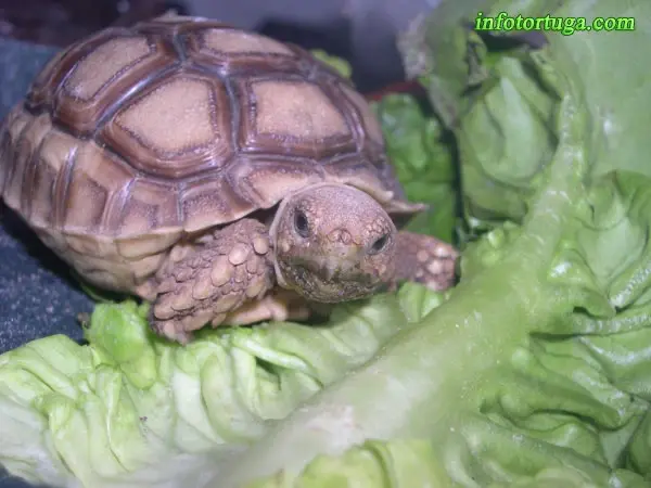 Pequeña cría de Centrochelys sulcata alimentándose Pequeña cría de Centrochelys sulcata alimentándose
