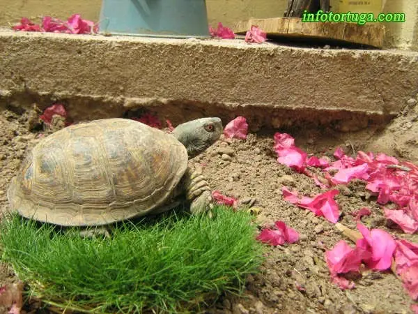 Terrapene ornata Terrapene ornata