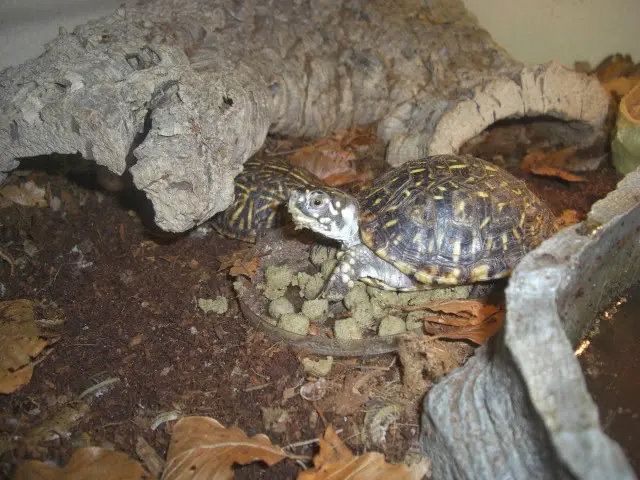 Terrapene ornata comiendo pienso Terrapene ornata comiendo pienso