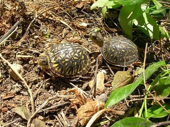 Terrapene ornata ornata Terrapene ornata ornata