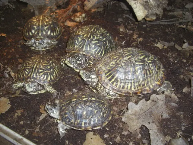 Terrapene ornata ornata - Ornate box turtle Terrapene ornata ornata - Ornate box turtle