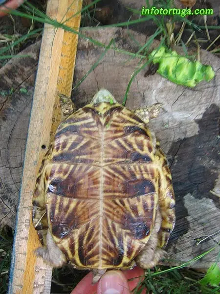 Terrapene ornata, plastrón Terrapene ornata, plastrón