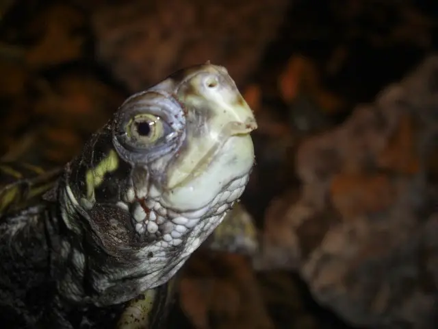 Terrapene ornata ornata, cabeza Terrapene ornata ornata, cabeza