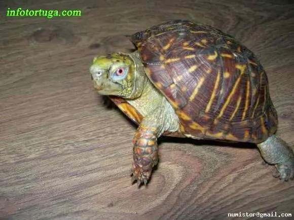 Terrapene ornata Terrapene ornata
