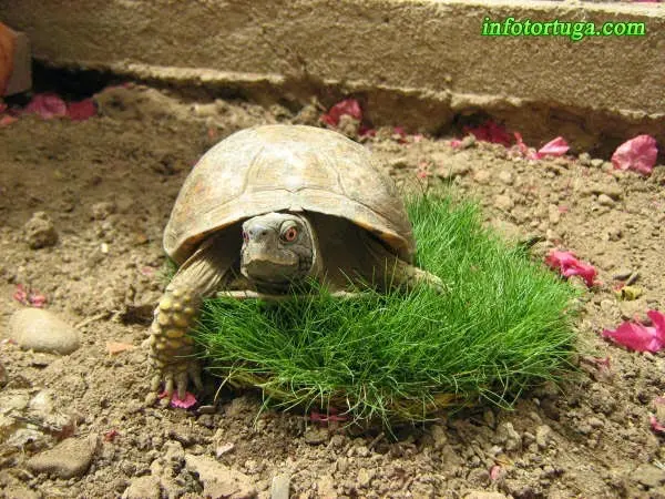 Terrapene ornata Terrapene ornata