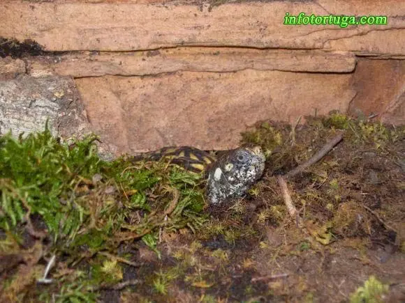 Terrapene ornata enterrada Terrapene ornata enterrada
