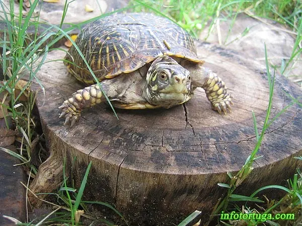 Terrapene ornata - Tortuga caja decorada Terrapene ornata - Tortuga caja decorada