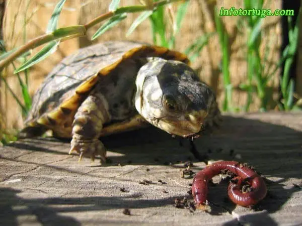 Terrapene ornata luteola comiendo Terrapene ornata luteola comiendo