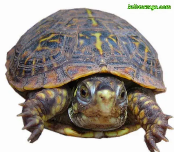 Terrapene ornata luteola Terrapene ornata luteola