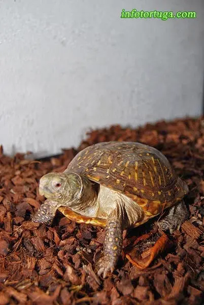 Terrapene ornata luteola - Desert box turtle Terrapene ornata luteola - Desert box turtle
