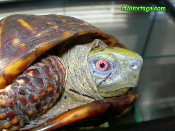 Terrapene ornata - Tortuga de caja decorada Terrapene ornata - Tortuga de caja decorada