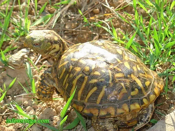 Terrapene ornata - Ornate box turtle Terrapene ornata - Ornate box turtle