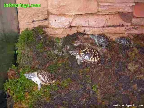 Terrapene ornata en el terrario Terrapene ornata en el terrario