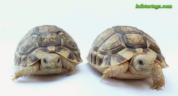 Testudo kleinmanni - Tortuga egipcia Testudo kleinmanni - Tortuga egipcia