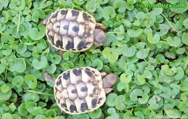 Crías de Testudo hermanni Crías de Testudo hermanni