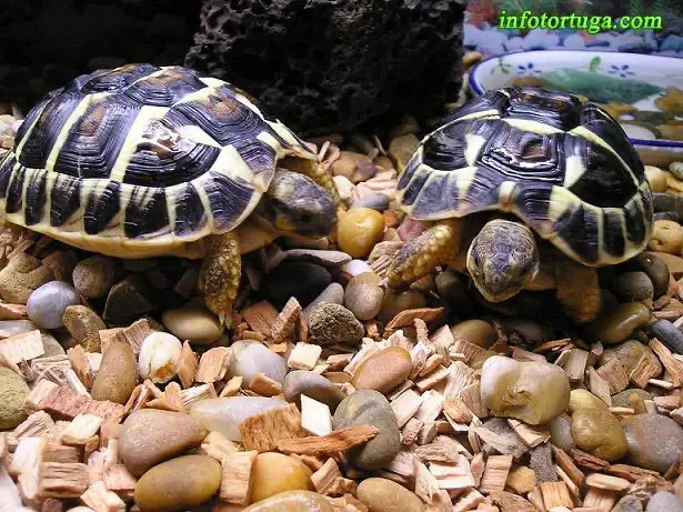 Hermann's tortoise Hermann's tortoise