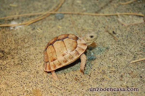 Tortuga egipcia (Testudo kleinmanni) Tortuga egipcia (Testudo kleinmanni)