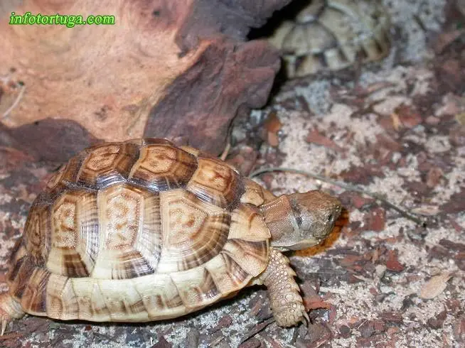 Testudo kleinmanni - Tortuga egipcia Testudo kleinmanni - Tortuga egipcia