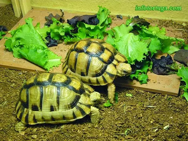 Egyptian tortoise Egyptian tortoise