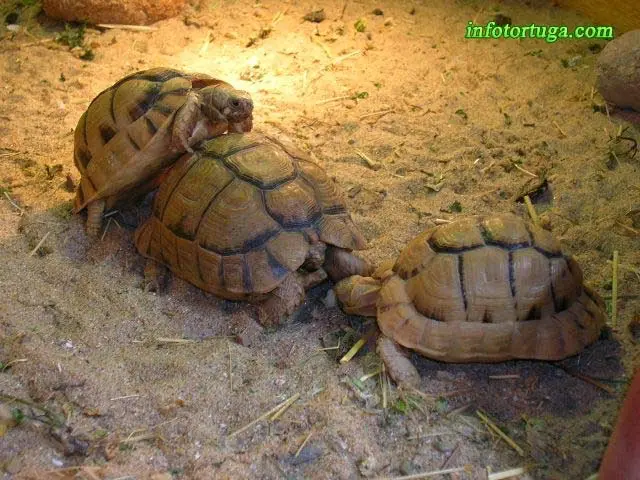 Testudo kleinmanni - Tortuga egipcia Testudo kleinmanni - Tortuga egipcia