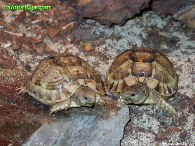 Tortugas egipcias Tortugas egipcias