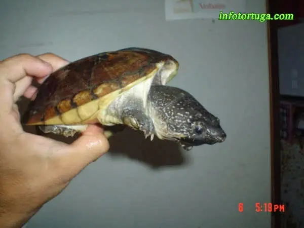 Staurotypus triporcatus Staurotypus triporcatus
