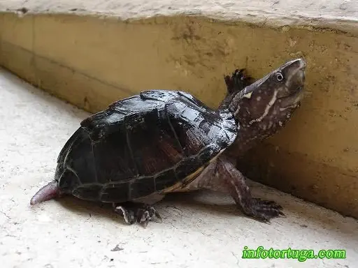 Sternotherus odoratus Sternotherus odoratus
