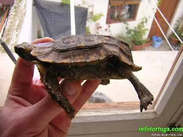 Home's hinge-back tortoise - Kinixys homeana Home's hinge-back tortoise - Kinixys homeana
