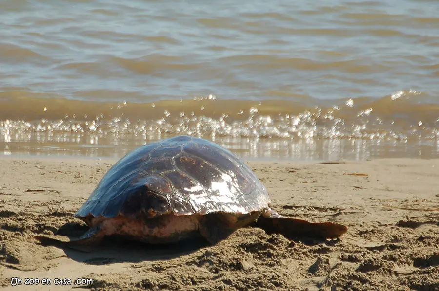 Tortuga boba (Caretta caretta) Tortuga boba (Caretta caretta)