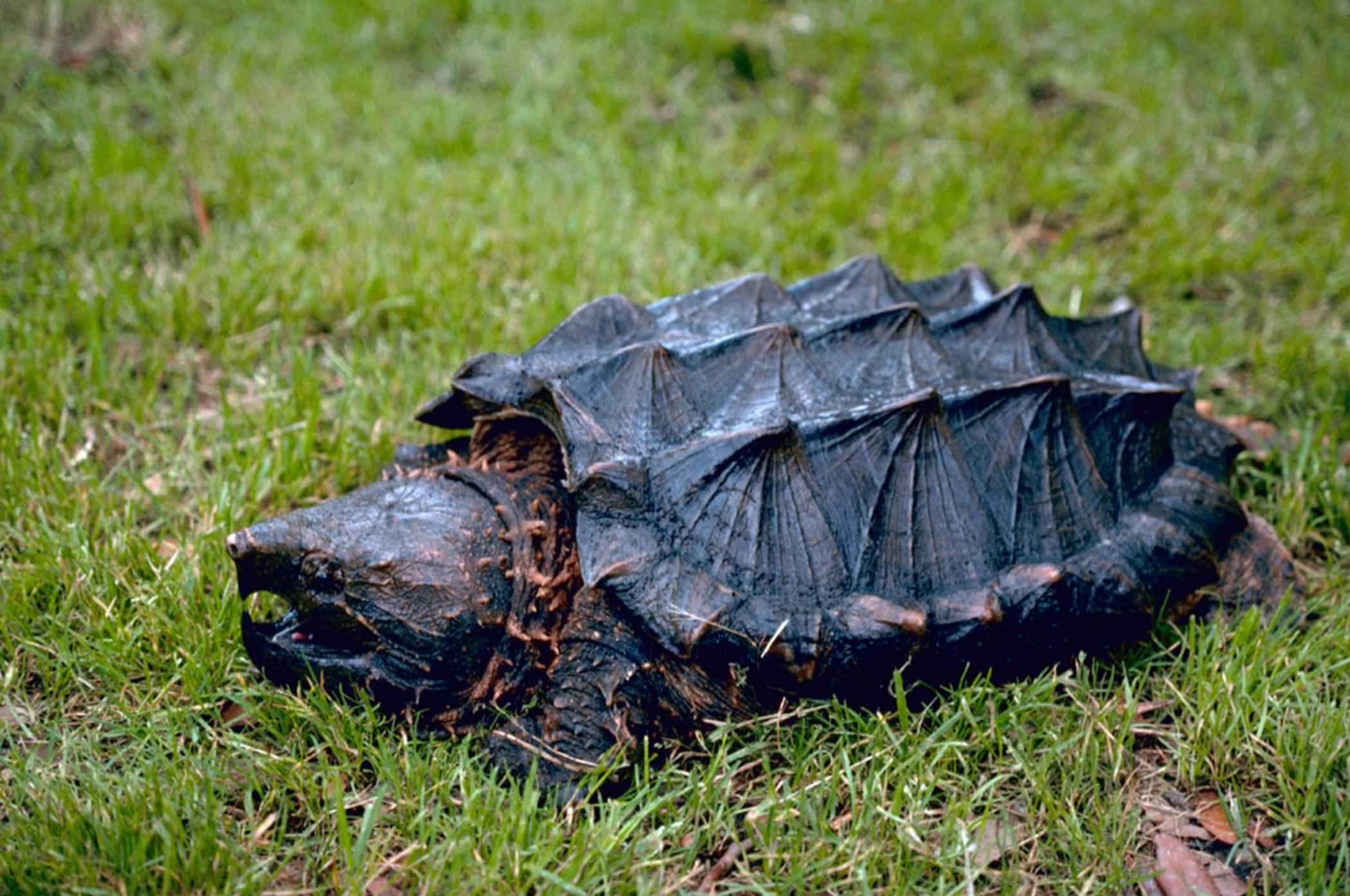 tortuga-caiman-Macrochelys-temminckii