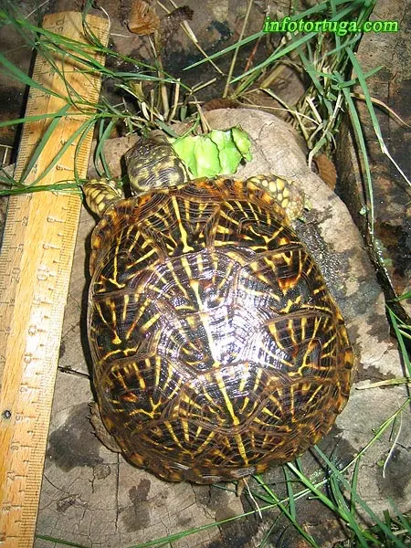 Terrapene ornata comiendo Terrapene ornata comiendo