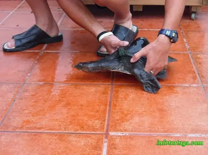 Tortuga con una deformación en el caparazón Tortuga con una deformación en el caparazón