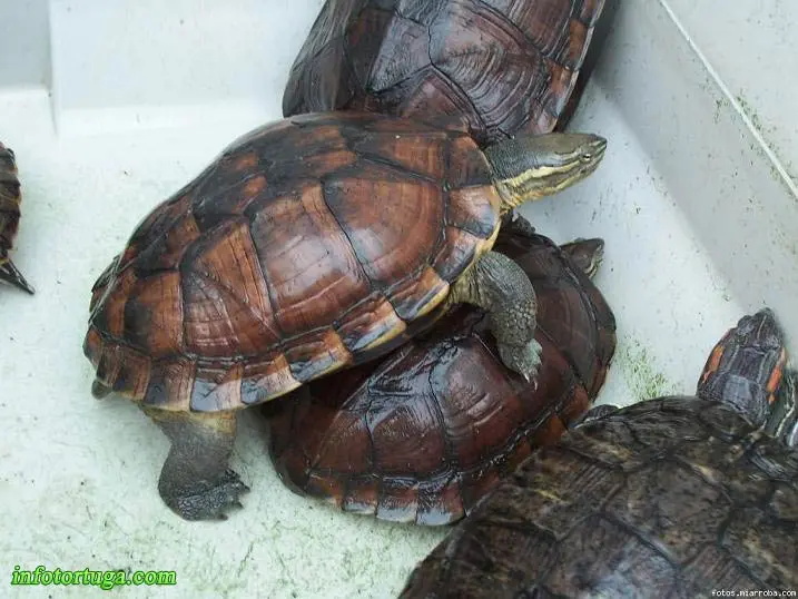 Mauremys (Annamemys) annamensis Mauremys (Annamemys) annamensis