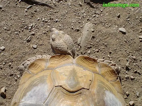 Centrochelys sulcata - Tortuga de espolones Centrochelys sulcata - Tortuga de espolones
