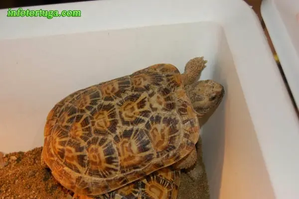 African pancake tortoise African pancake tortoise