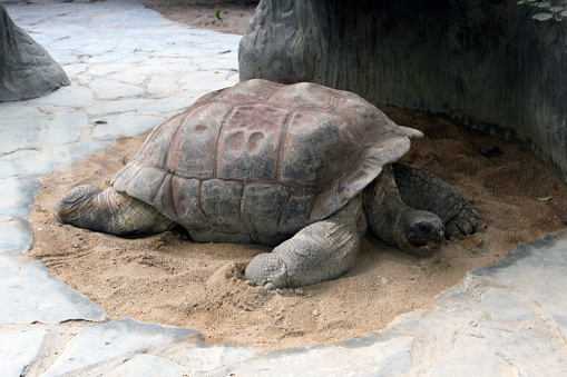 tortuga-de-tierra-durmiendo
