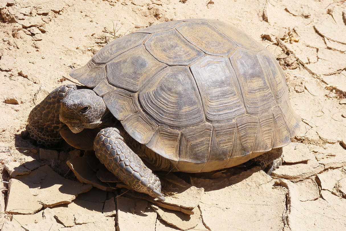 tortuga-del-desierto