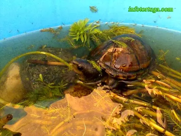 Kinosternon leucostomum Kinosternon leucostomum