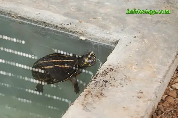 Kinosternon baurii - Tortuga del fango estriada Kinosternon baurii - Tortuga del fango estriada