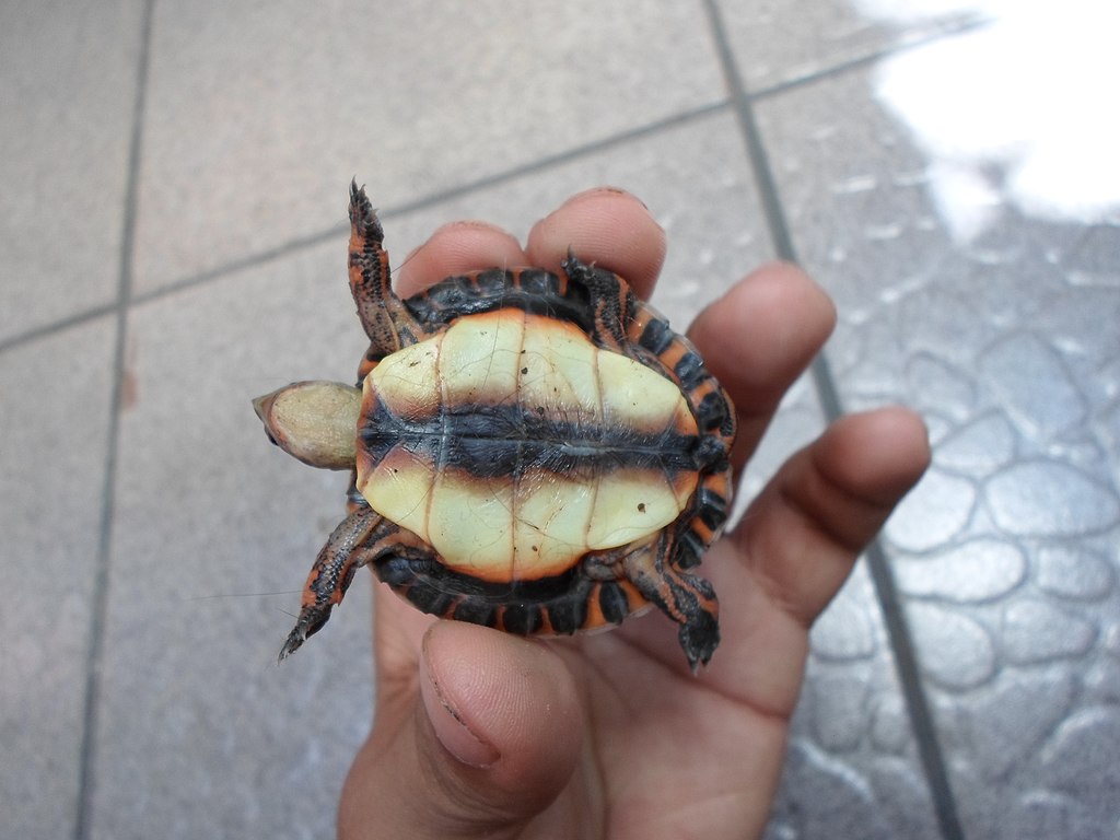 tortuga-dragon-rhinoclemmys-pulcherrima
