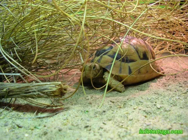 Testudo kleinmanni debajo de una planta de esparto Testudo kleinmanni debajo de una planta de esparto