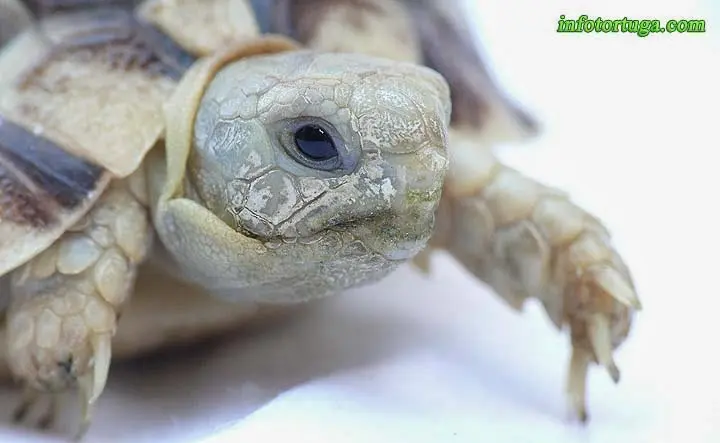 Cría de Testudo kleinmanni Cría de Testudo kleinmanni