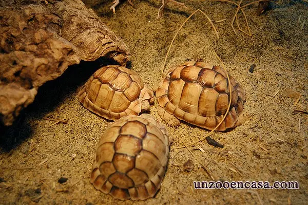 Testudo kleinmanni - Tortuga egipcia Testudo kleinmanni - Tortuga egipcia