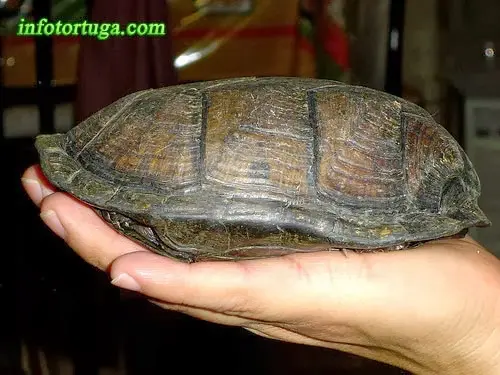 Kinosternon integrum - Tortuga del fango mexicana Kinosternon integrum - Tortuga del fango mexicana