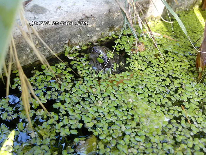 Tortuga entre lentejas de agua Tortuga entre lentejas de agua